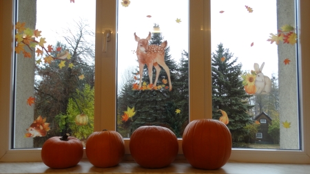 Grupa III Dzień Dyni